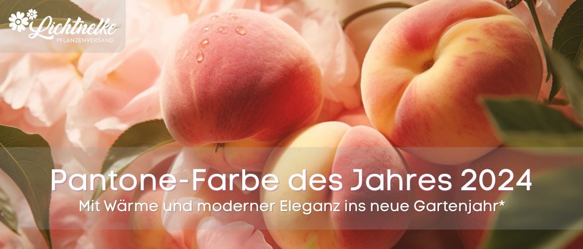 Pantone Farbe 2024 - Peach Fuzz