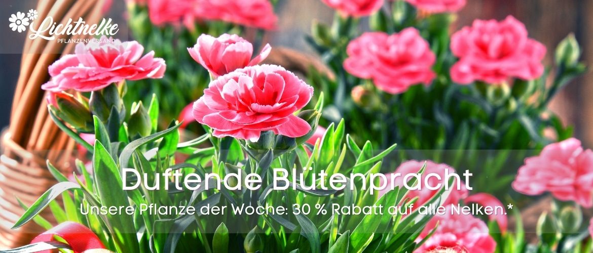 Pflanze der Woche