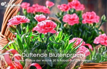 Pflanze der Woche