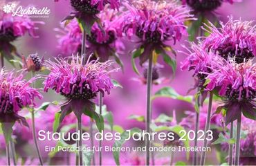 Staude des Jahres 2023
