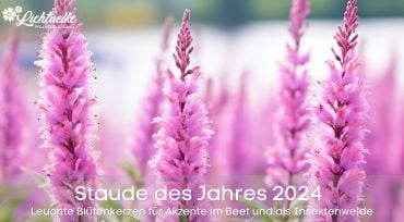 Staude des Jahres 2024