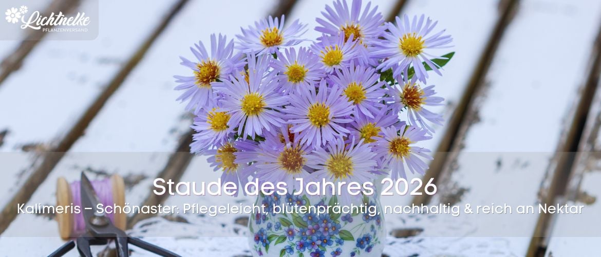 Staude des Jahres 2026