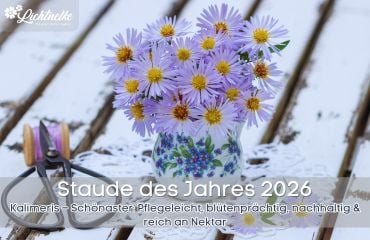 Staude des Jahres 2026