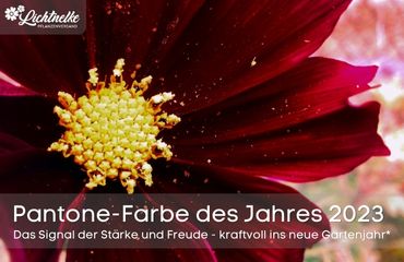 Viva Magento - Pantone Farbe 2023