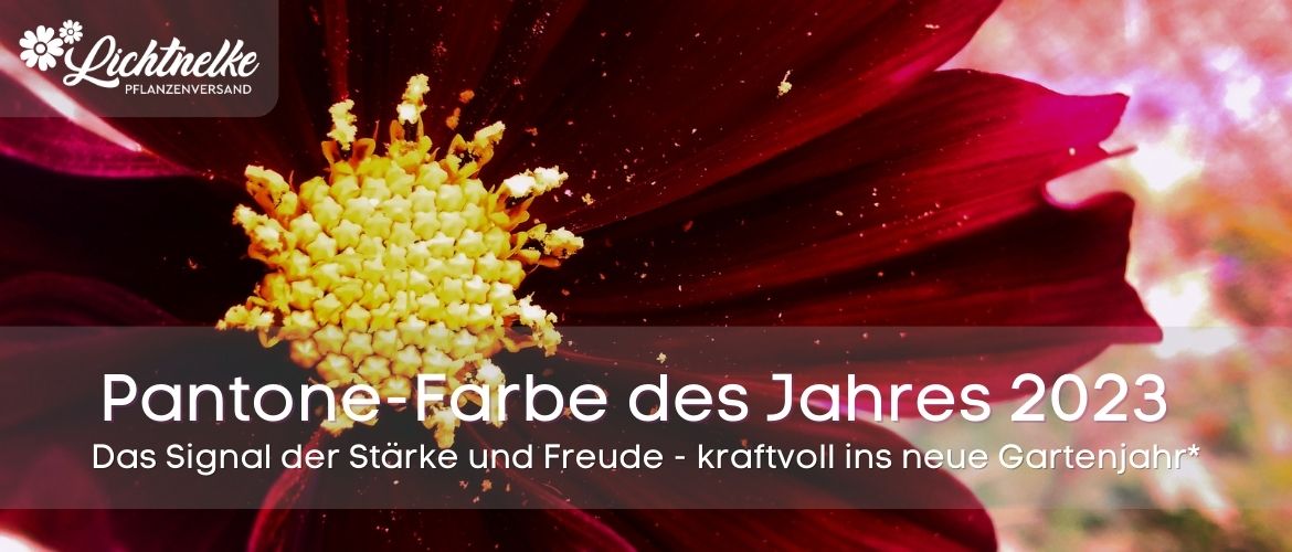 Viva Magento - Pantone Farbe 2023