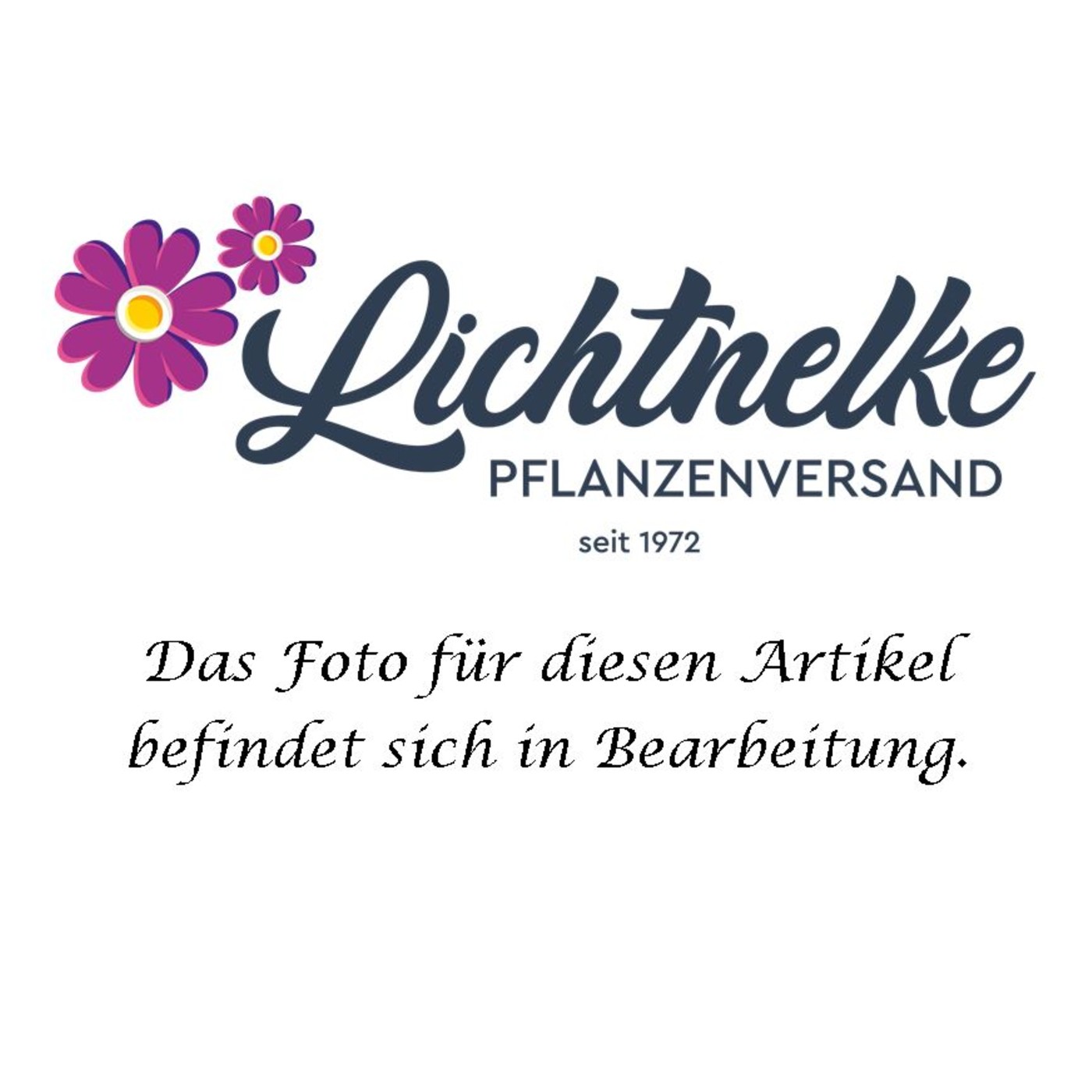 Patagonisches Eisenkraut (Verbena bonariensis) Violet Blue Lichtnelke