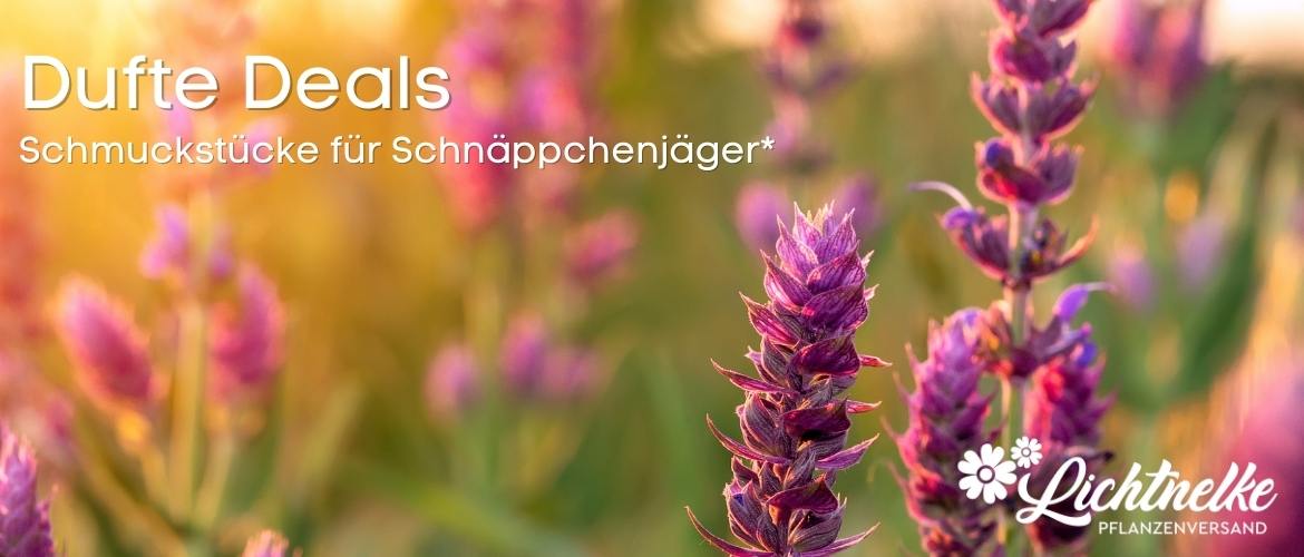 Angebote Angebote