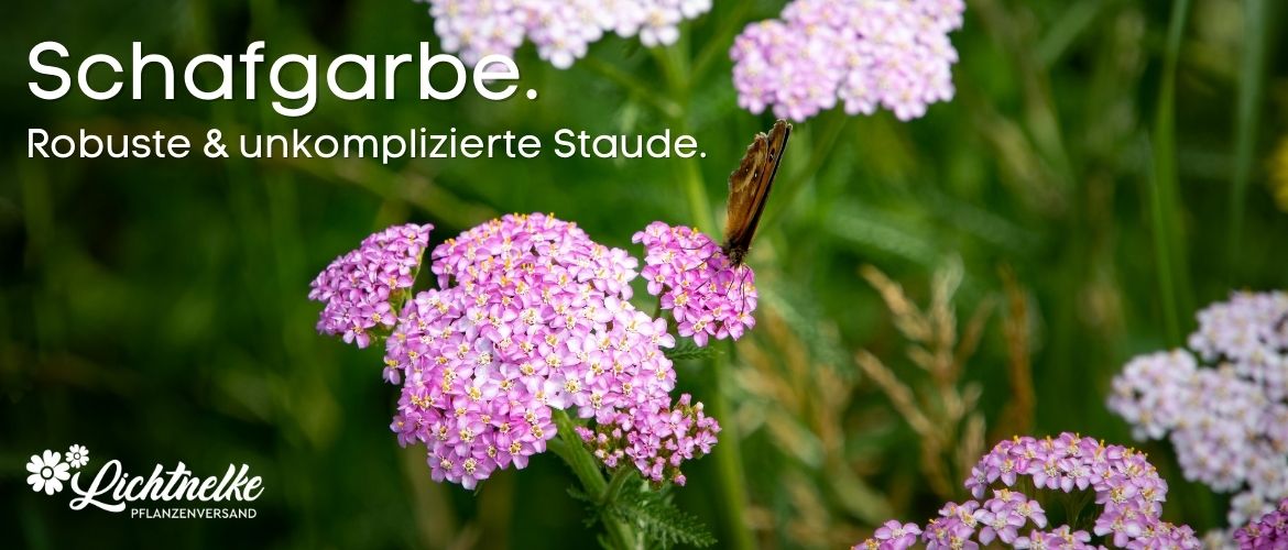Schafgarben