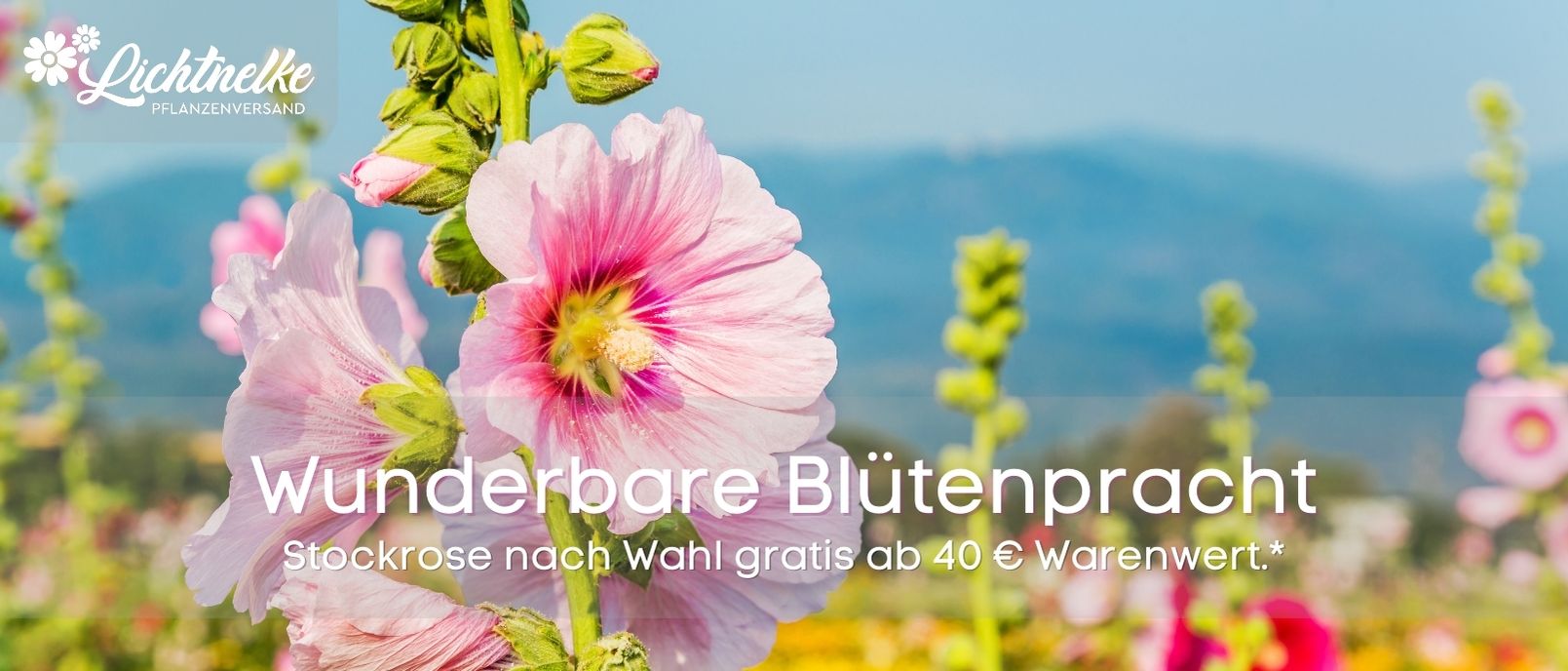 Aktion der Woche Aktion der Woche