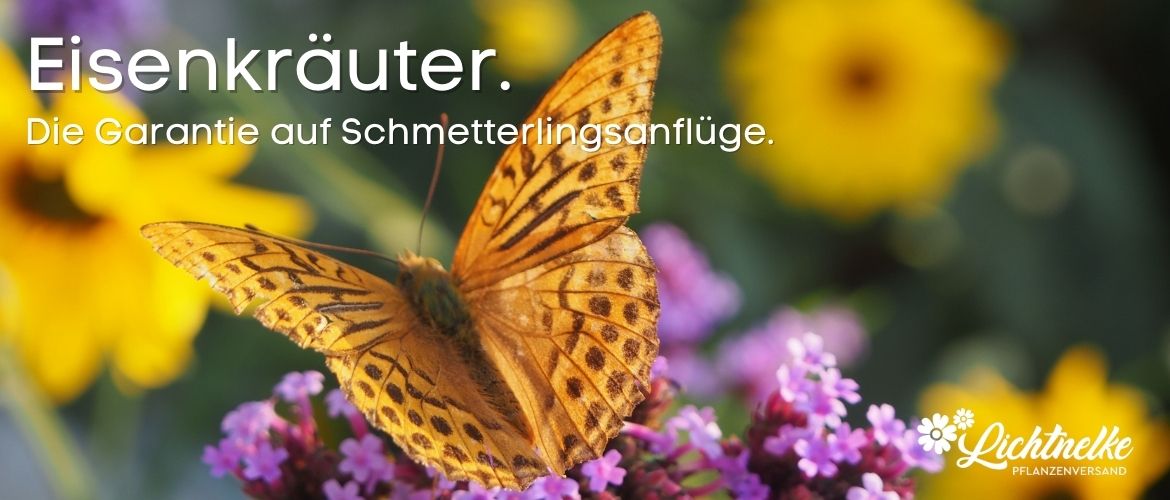 Eisenkräuter
