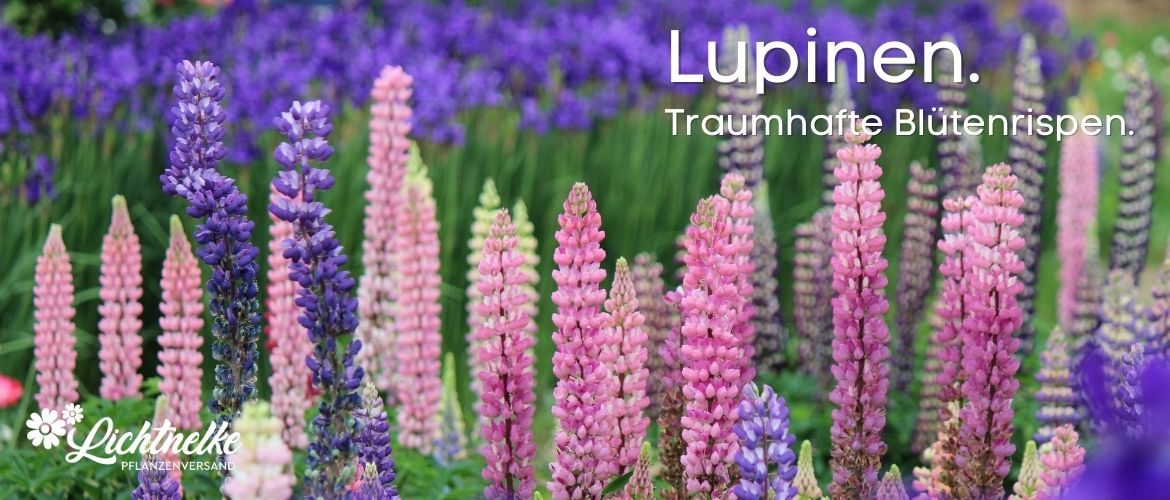 Lupinen