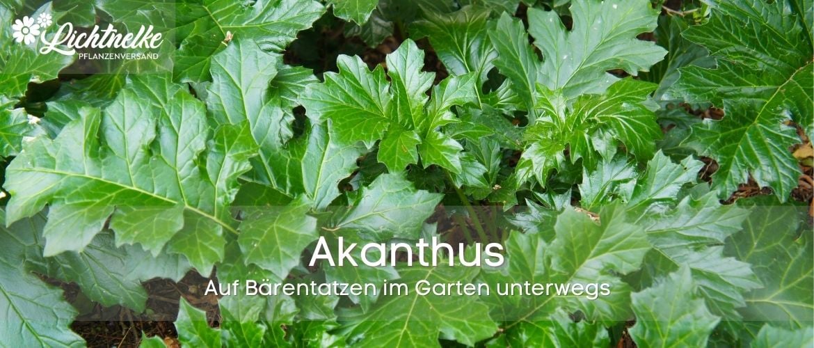 Akanthus