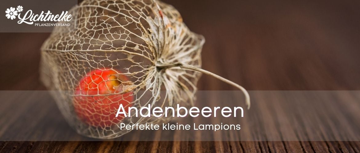 Andenbeeren