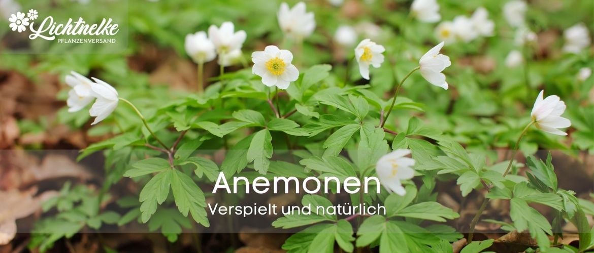 Anemonen