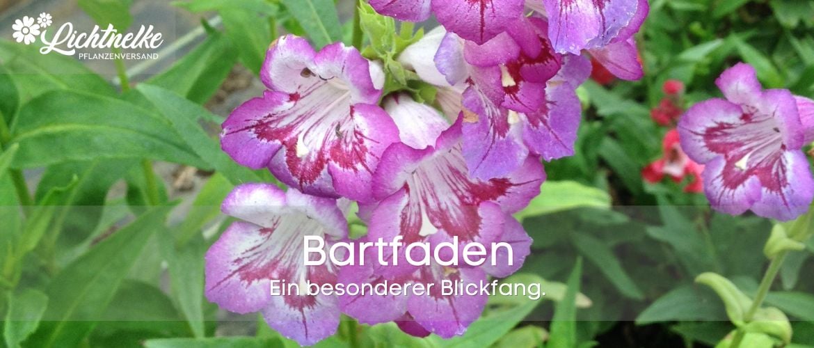 Bartfaden