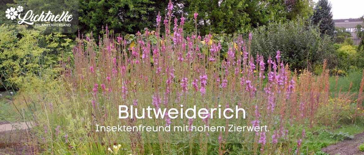 Blutweiderich