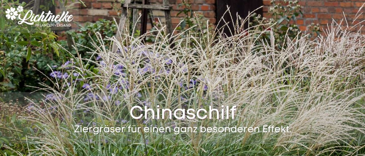 Chinaschilf
