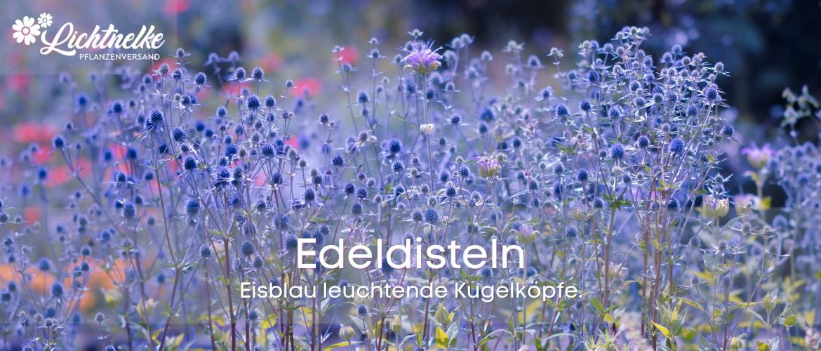 Edeldisteln