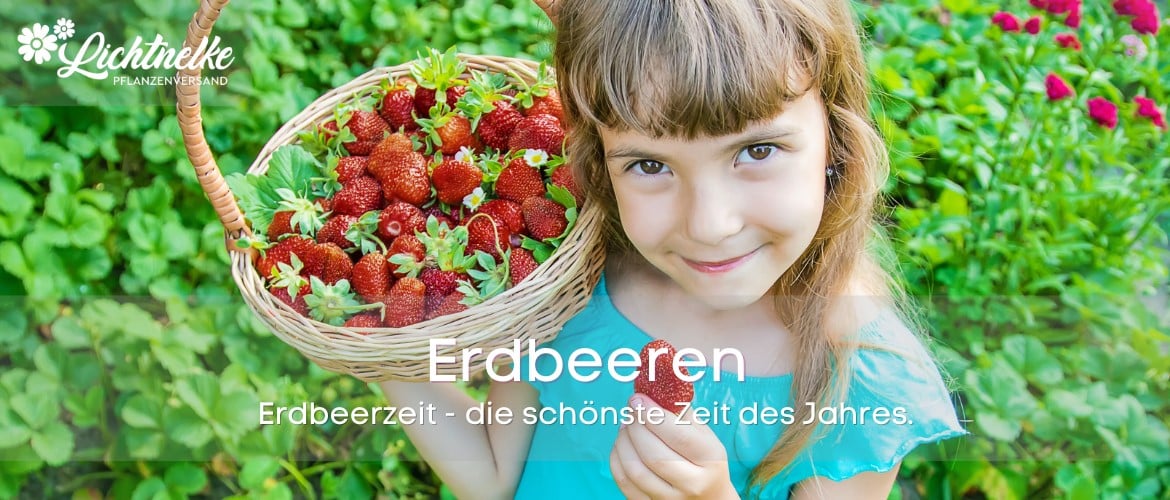 Erdbeeren