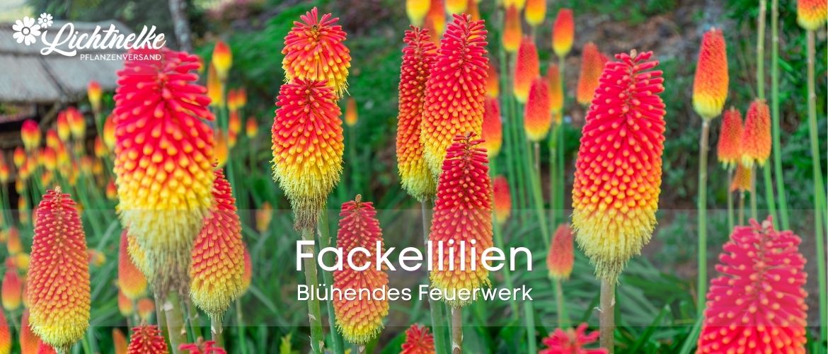 Fackellilien Fackellilien