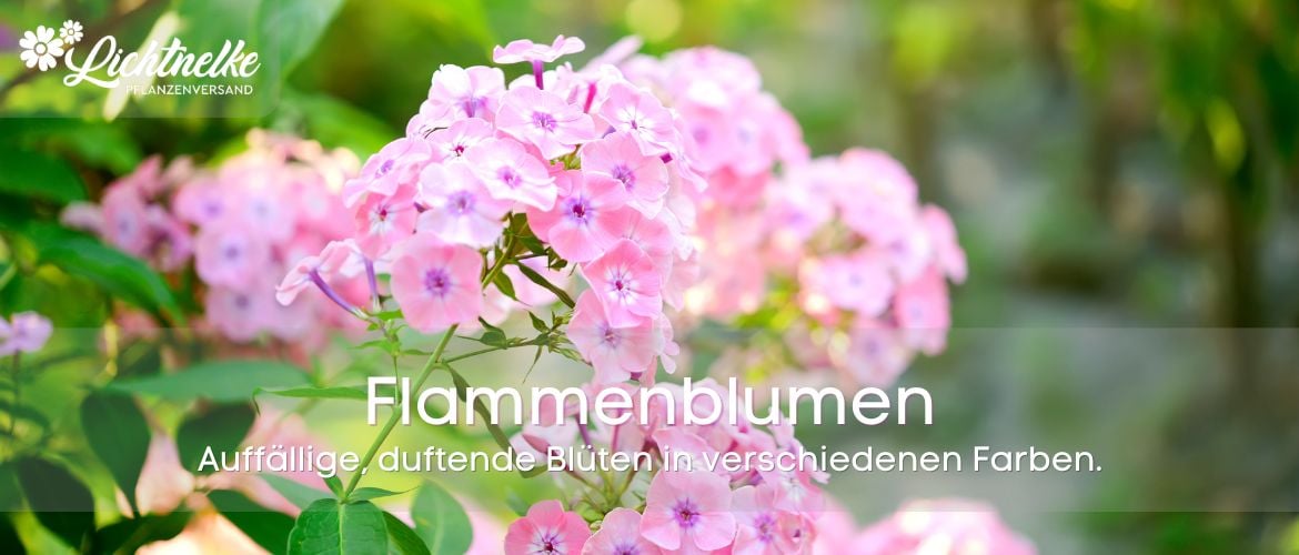 Flammenblumen