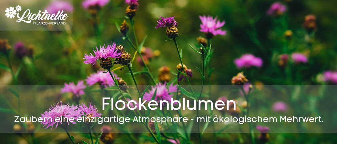 Flockenblumen