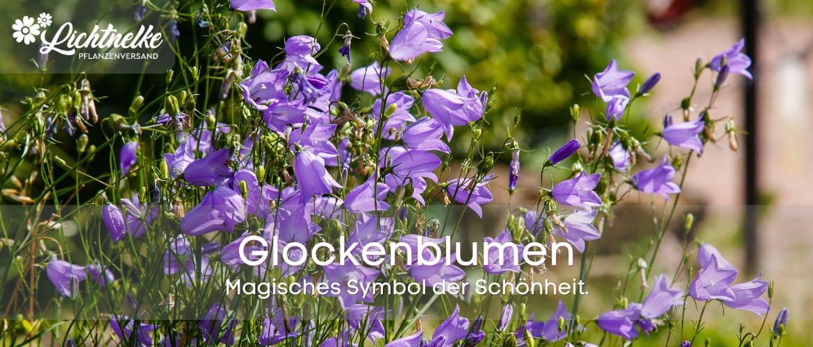 Glockenblumen