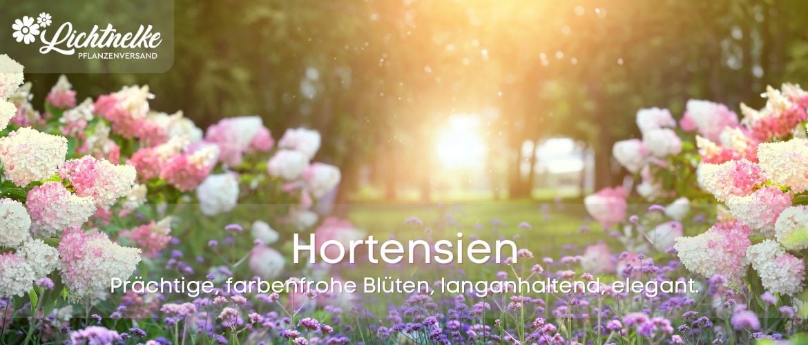 Hortensien