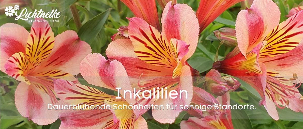 Inkalilien
