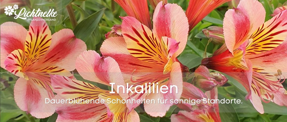 Inkalilien