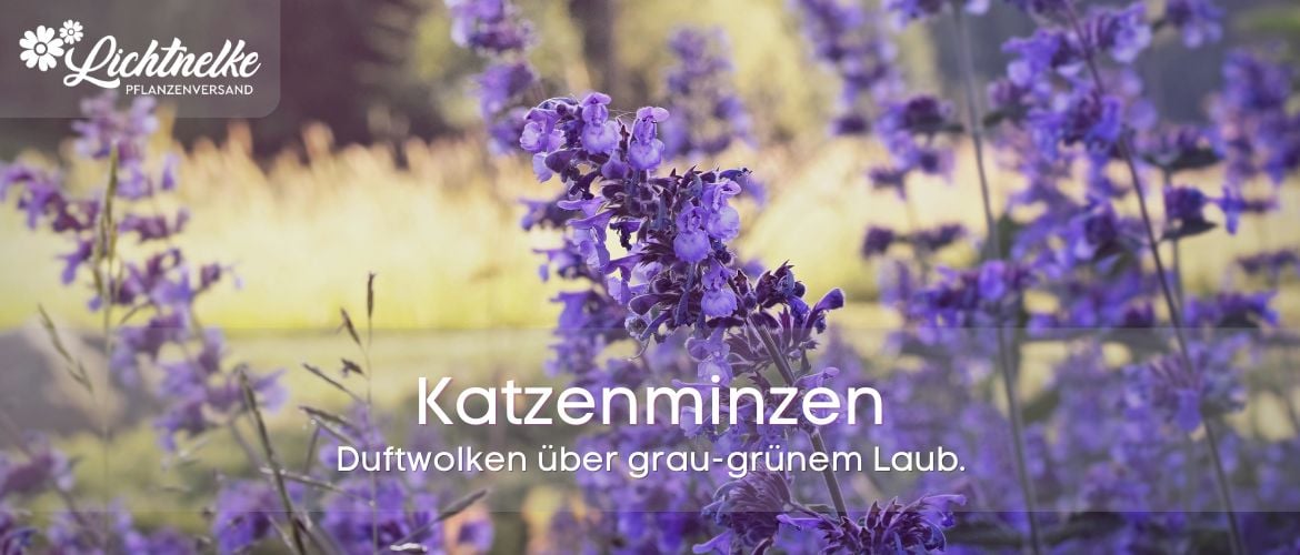 Katzenminze