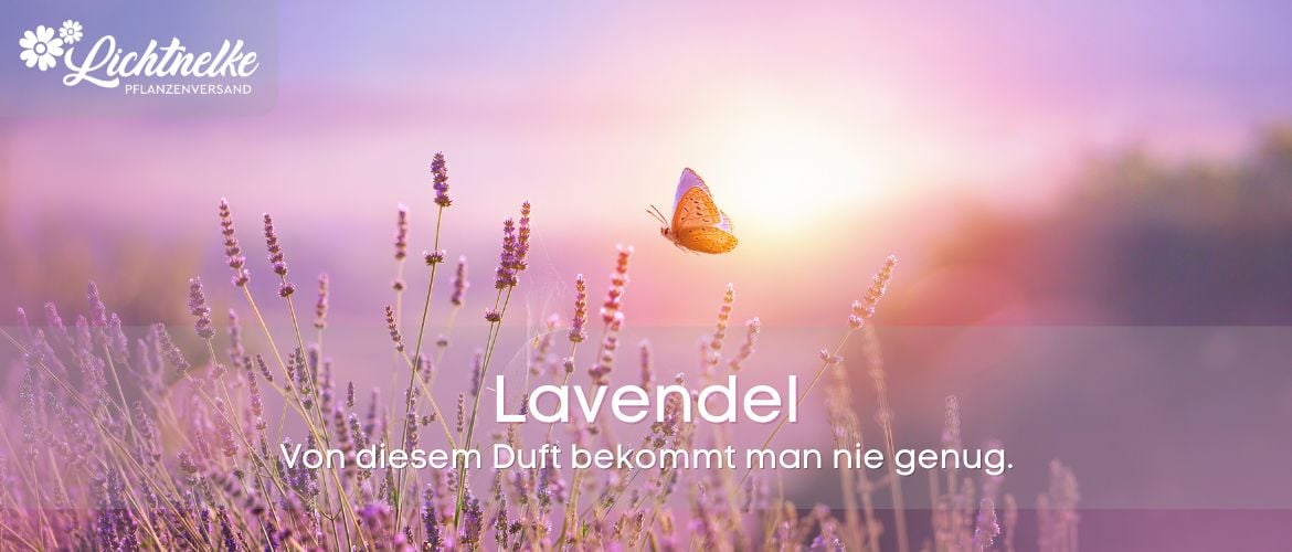 Lavendel