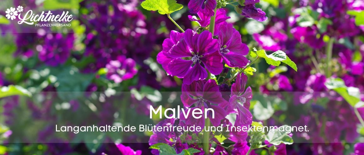 Malven