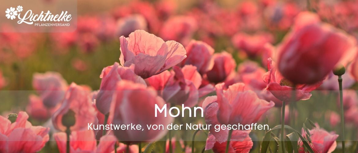 Mohn