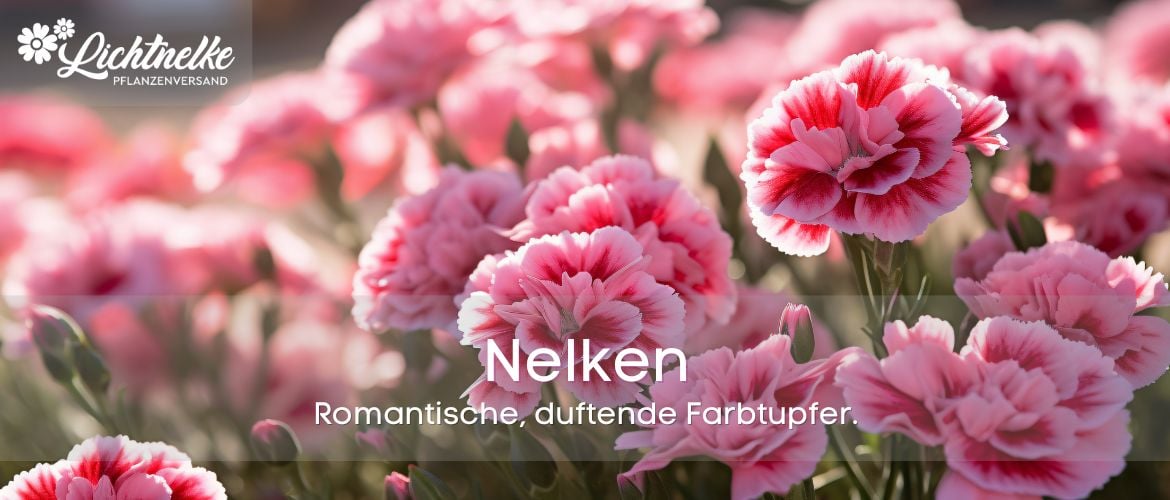 Nelken