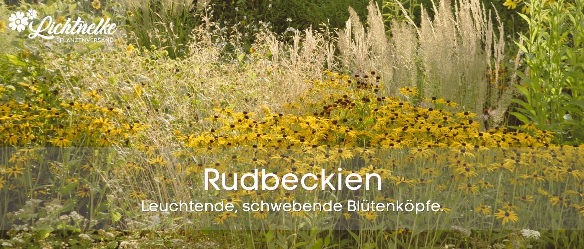 Rudbeckien