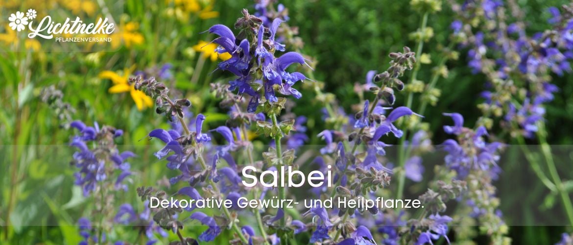 Salbei