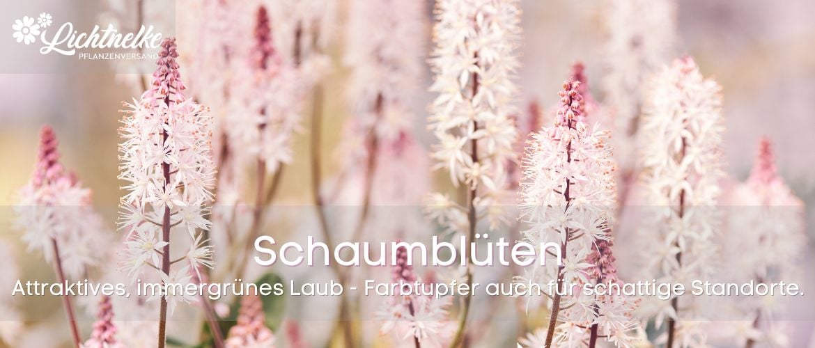 Schaumblüten