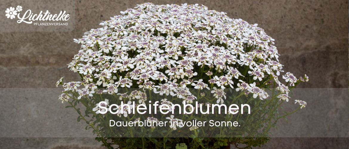 Schleifenblumen