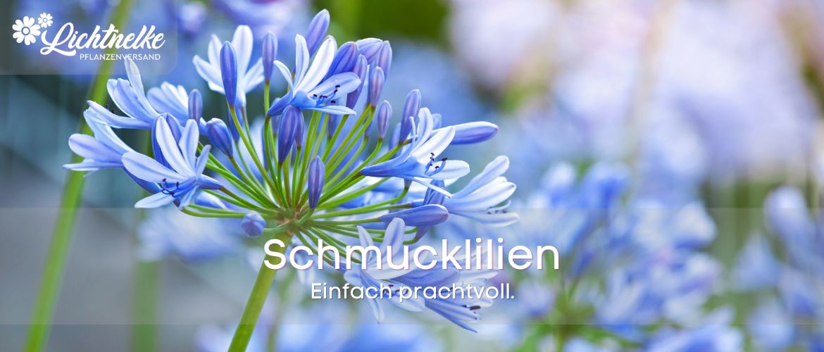 Schmucklilien