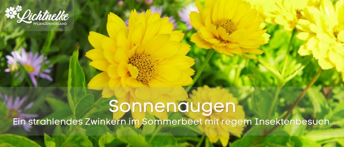 Sonnenaugen