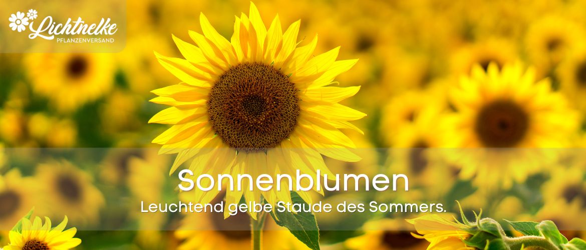 Sonnenblumen