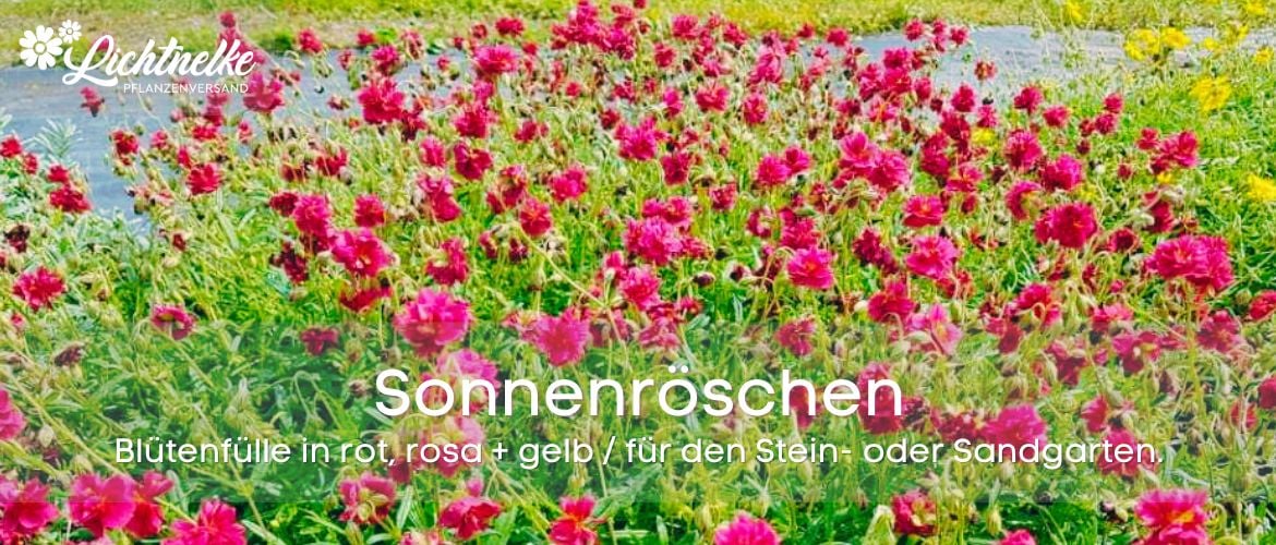 Sonnenröschen