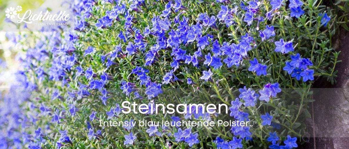 Steinsamen