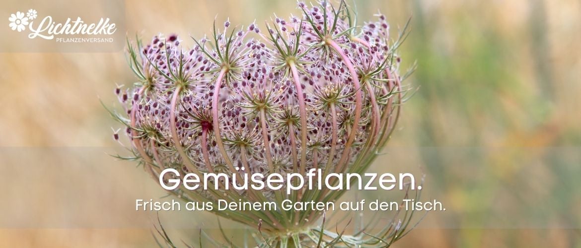 Gemüsepflanzen