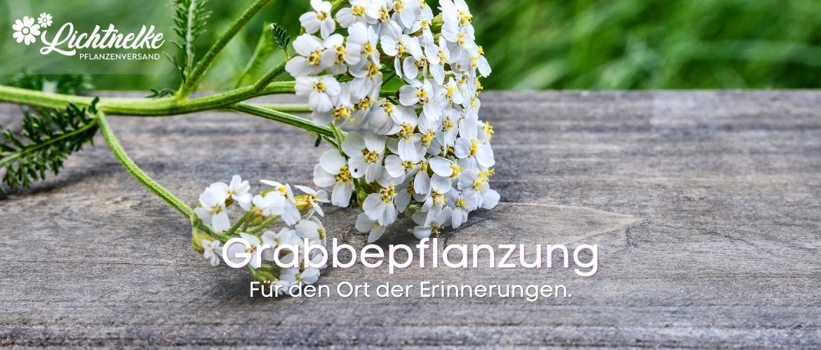 Grabbepflanzung