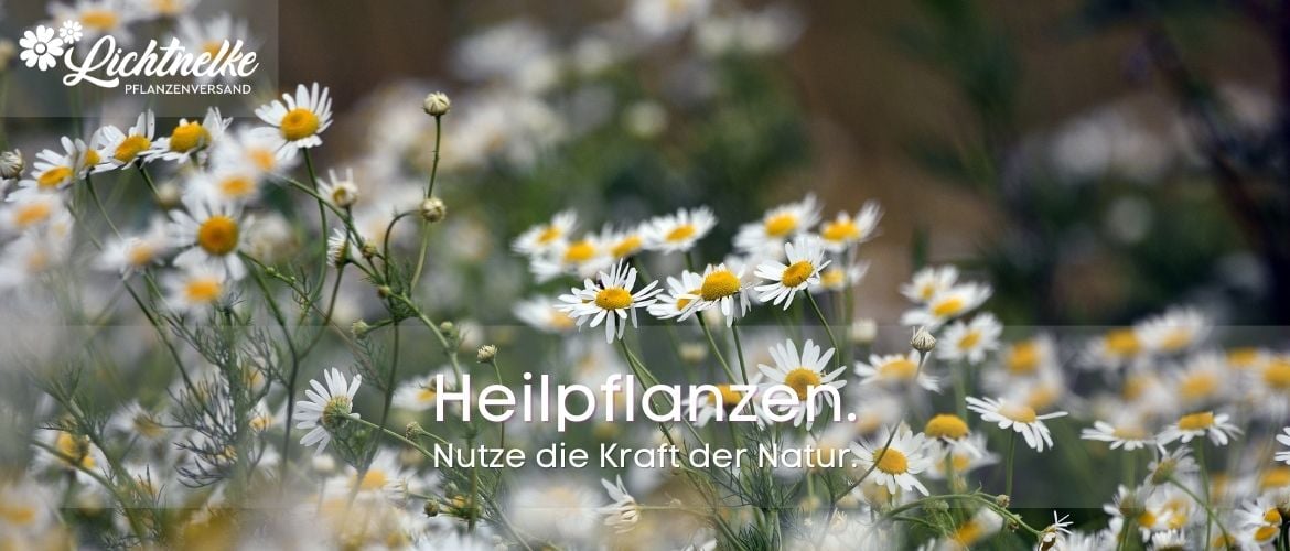 Heilpflanzen