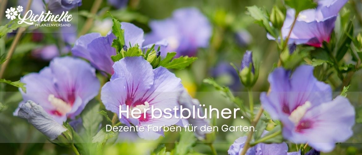 Herbstblüher