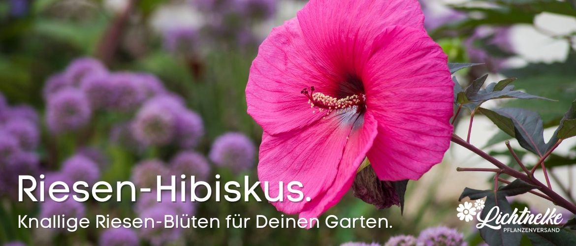 Eibisch (Hibiskus) Lichtnelke Pflanzenversand