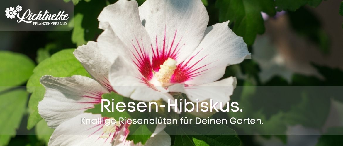 Hibiskus Hibiskus